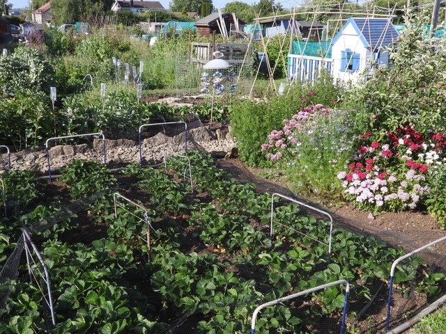 Allotment Summer 2022 08